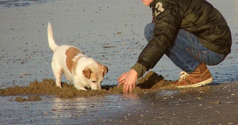 愛犬と一緒に潮干狩りができる関東のスポット4選！人気な海の公園や注意点を紹介